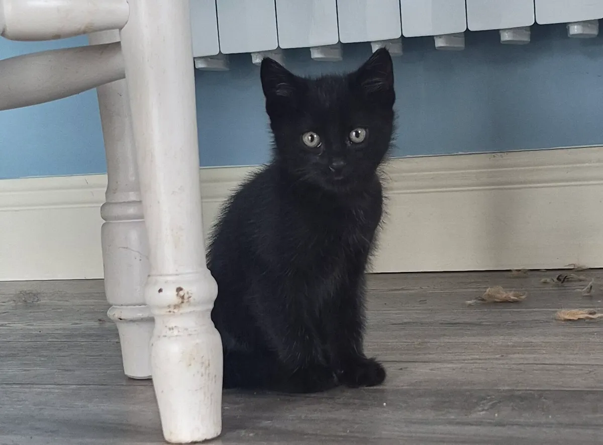 Gorgeous Kittens - Image 4
