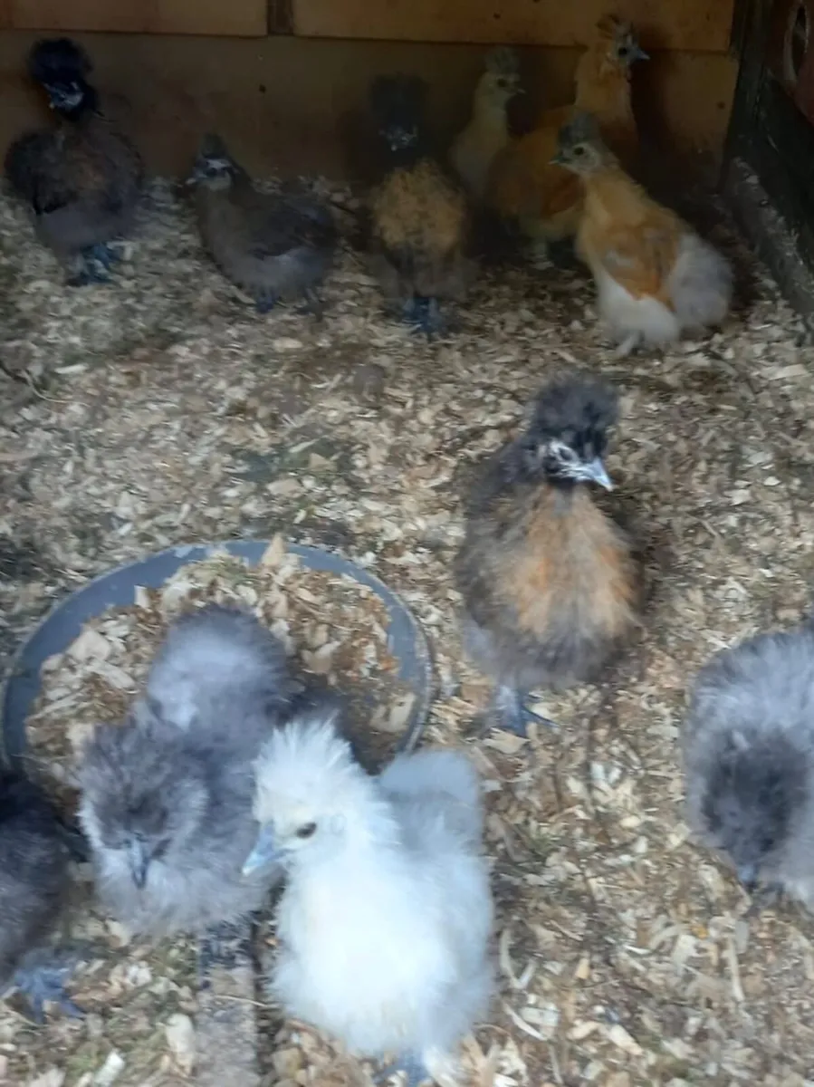 Silkies - Image 1