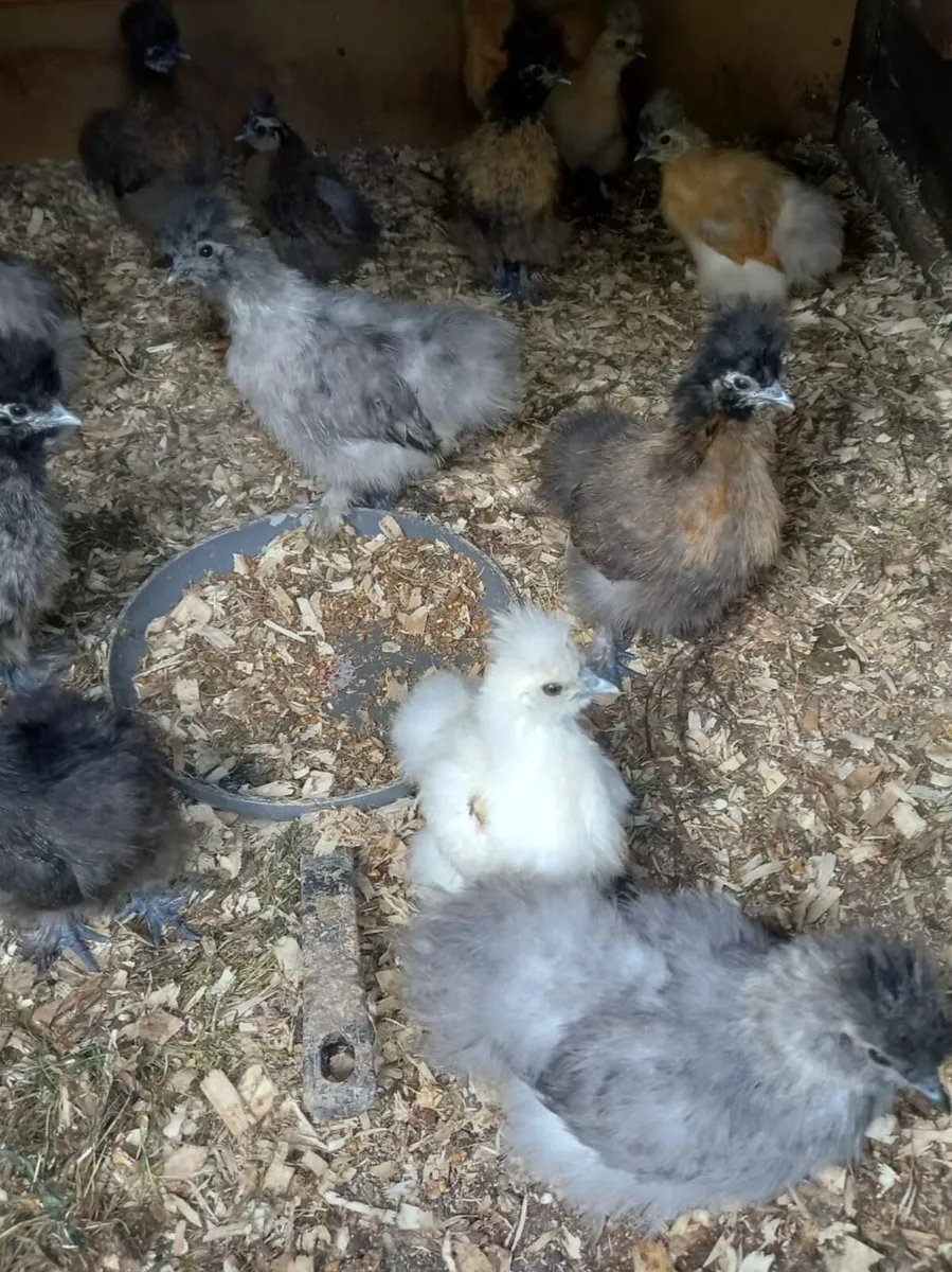 Silkies - Image 2