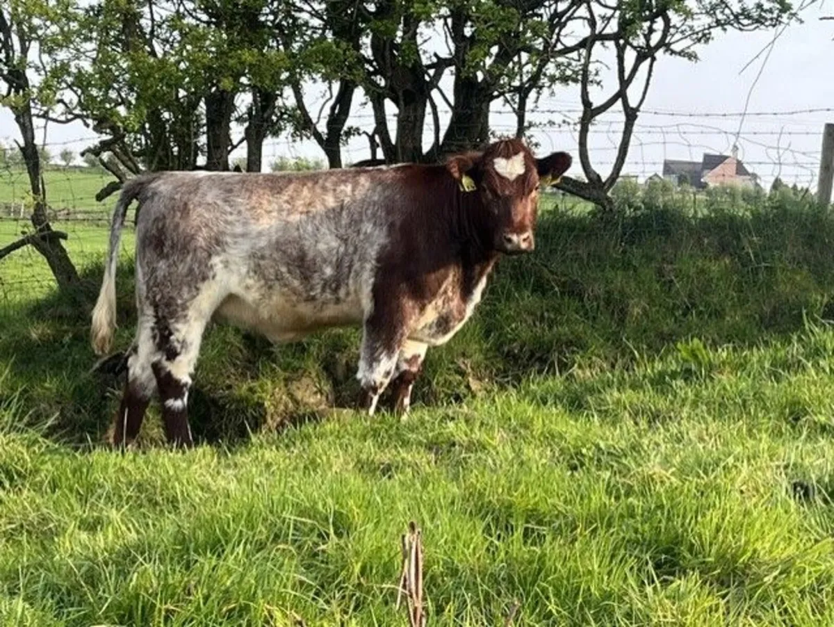 2 Pedigree Beef Shorthorn Heifers For Sale - Image 1