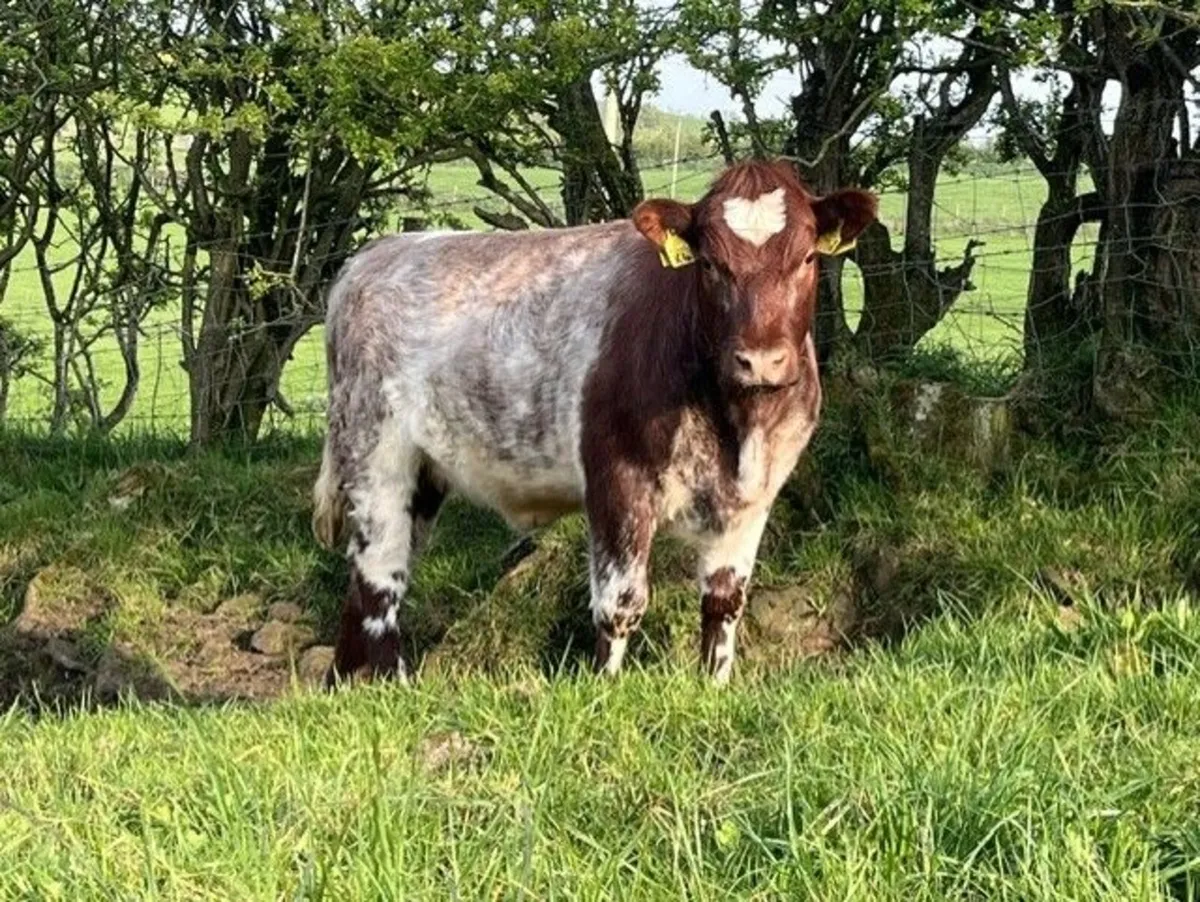 2 Pedigree Beef Shorthorn Heifers For Sale - Image 2