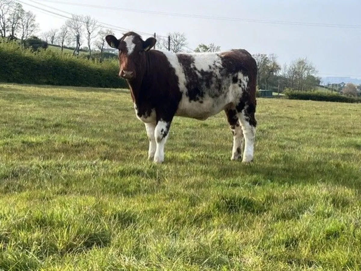 2 Pedigree Beef Shorthorn Heifers For Sale - Image 3