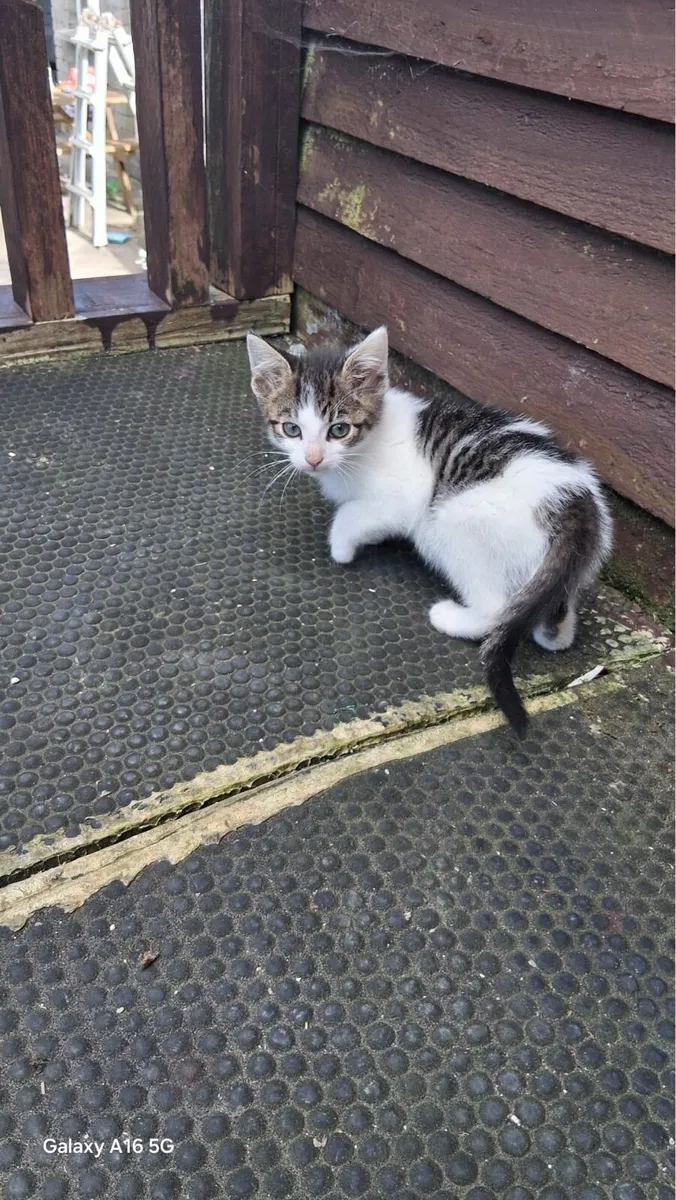Kittens - Image 2