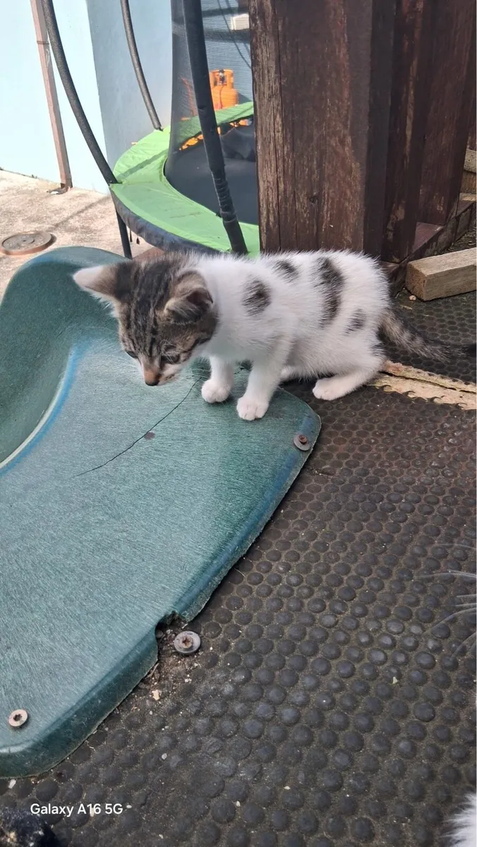 Kittens - Image 3