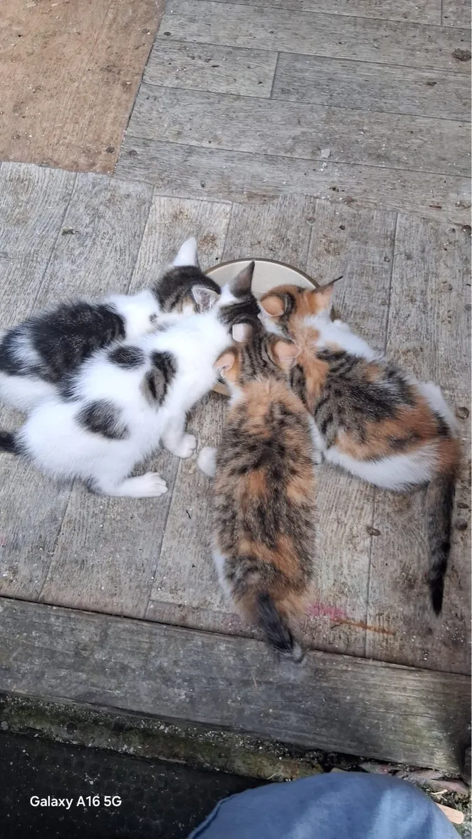 Kittens - Image 4
