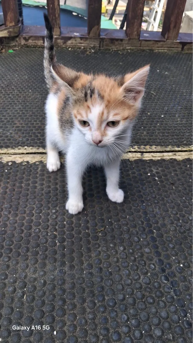 Kittens - Image 1