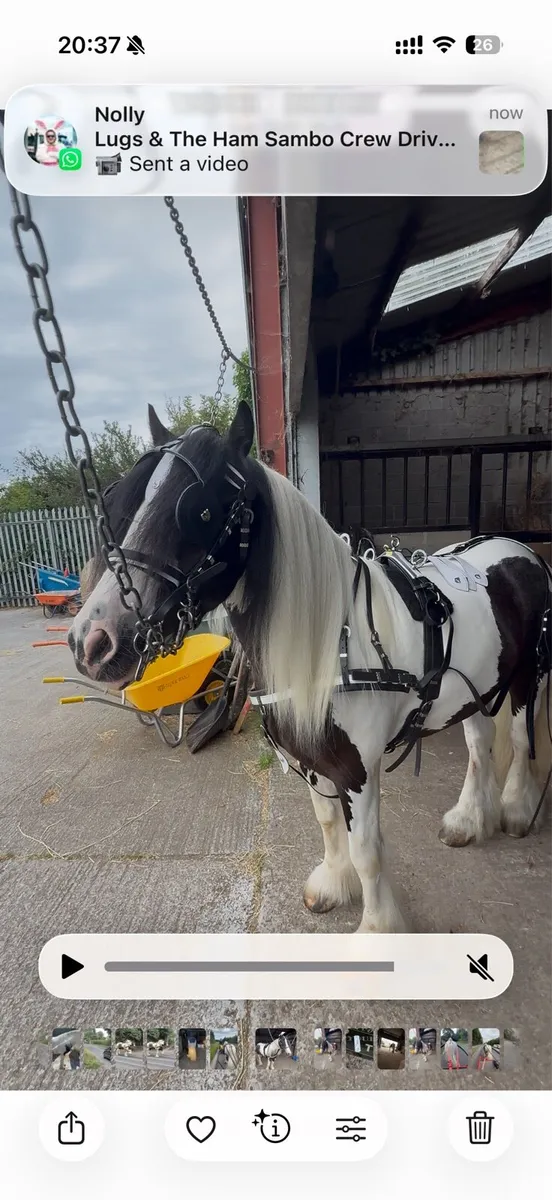 Full harness with 23” collar - Image 2