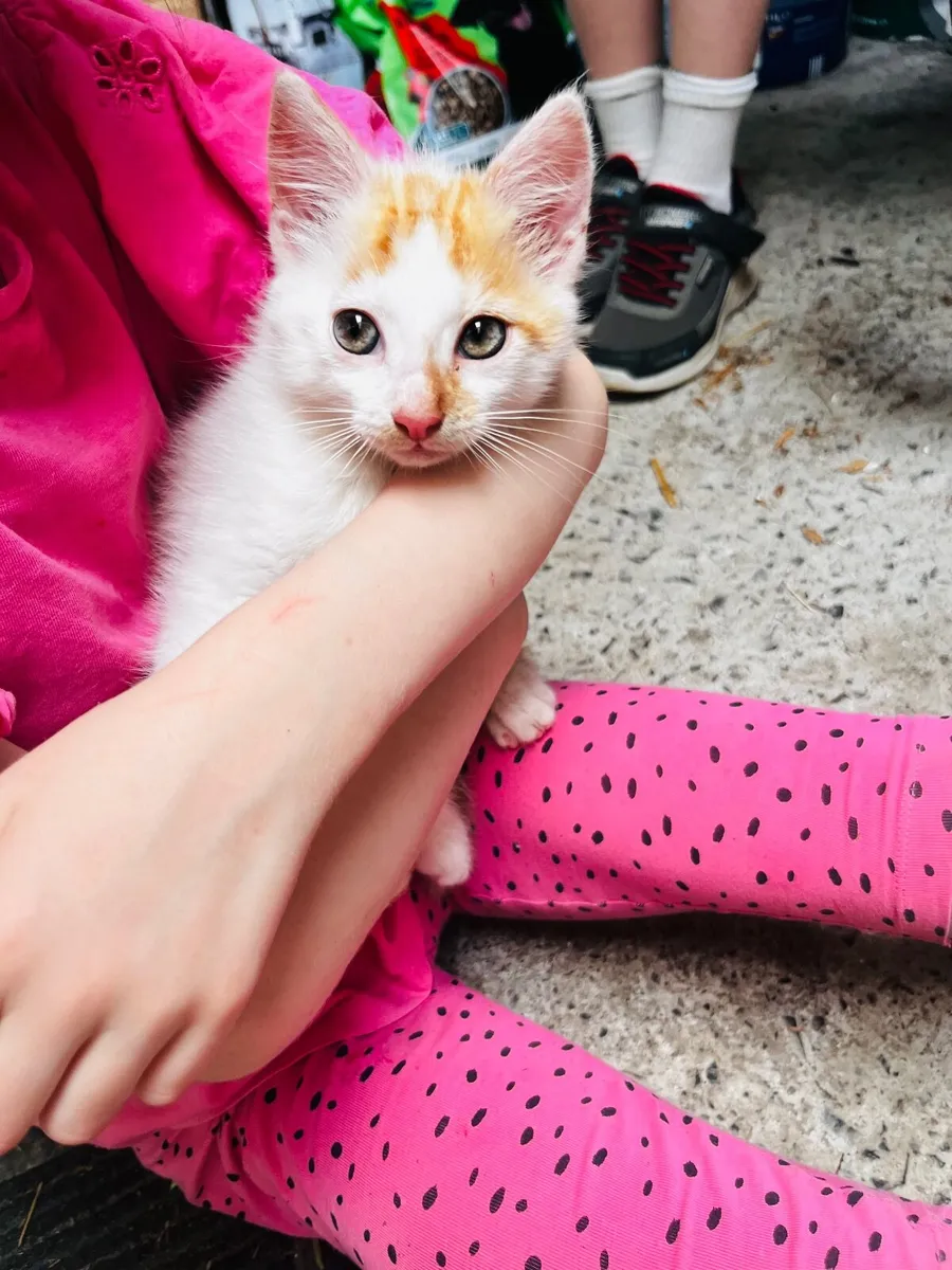 Kitten for sale in Westmeath - Image 2