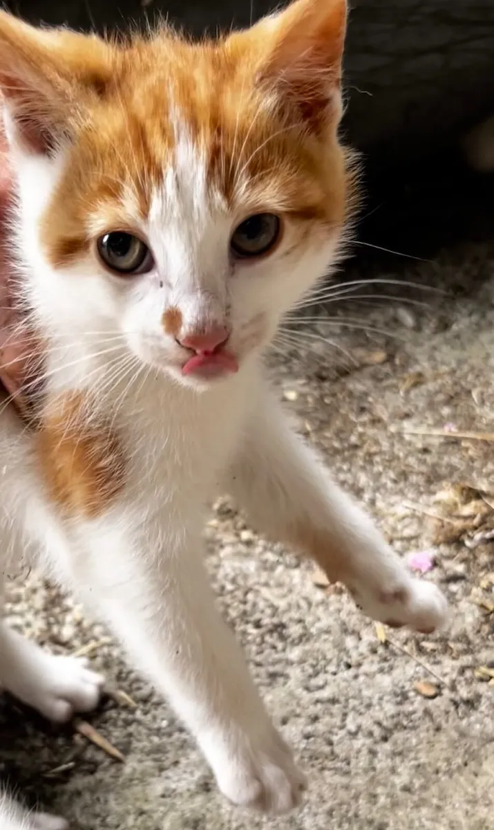 Kitten for sale in Westmeath - Image 3