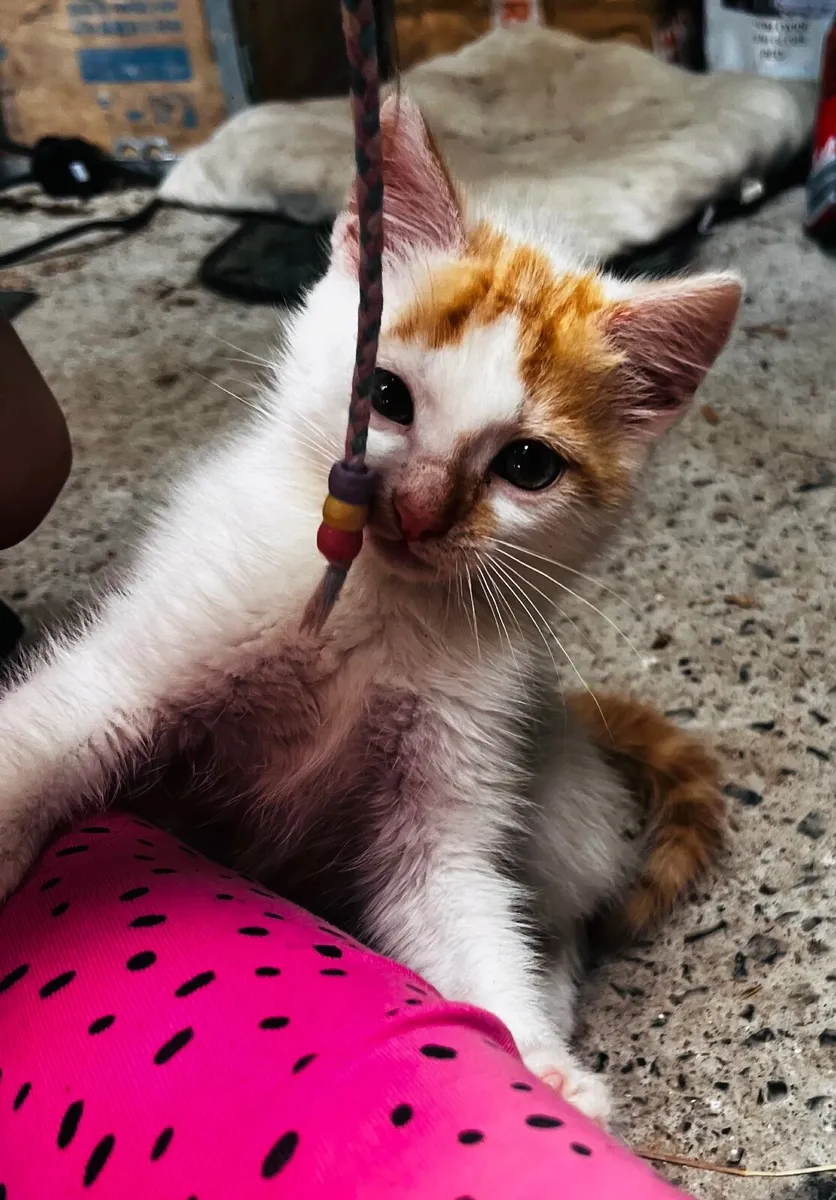 Kitten for sale in Westmeath - Image 4