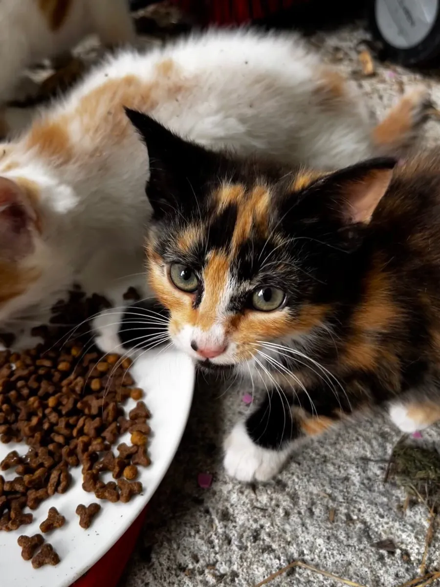 Kitten for sale in Westmeath - Image 1