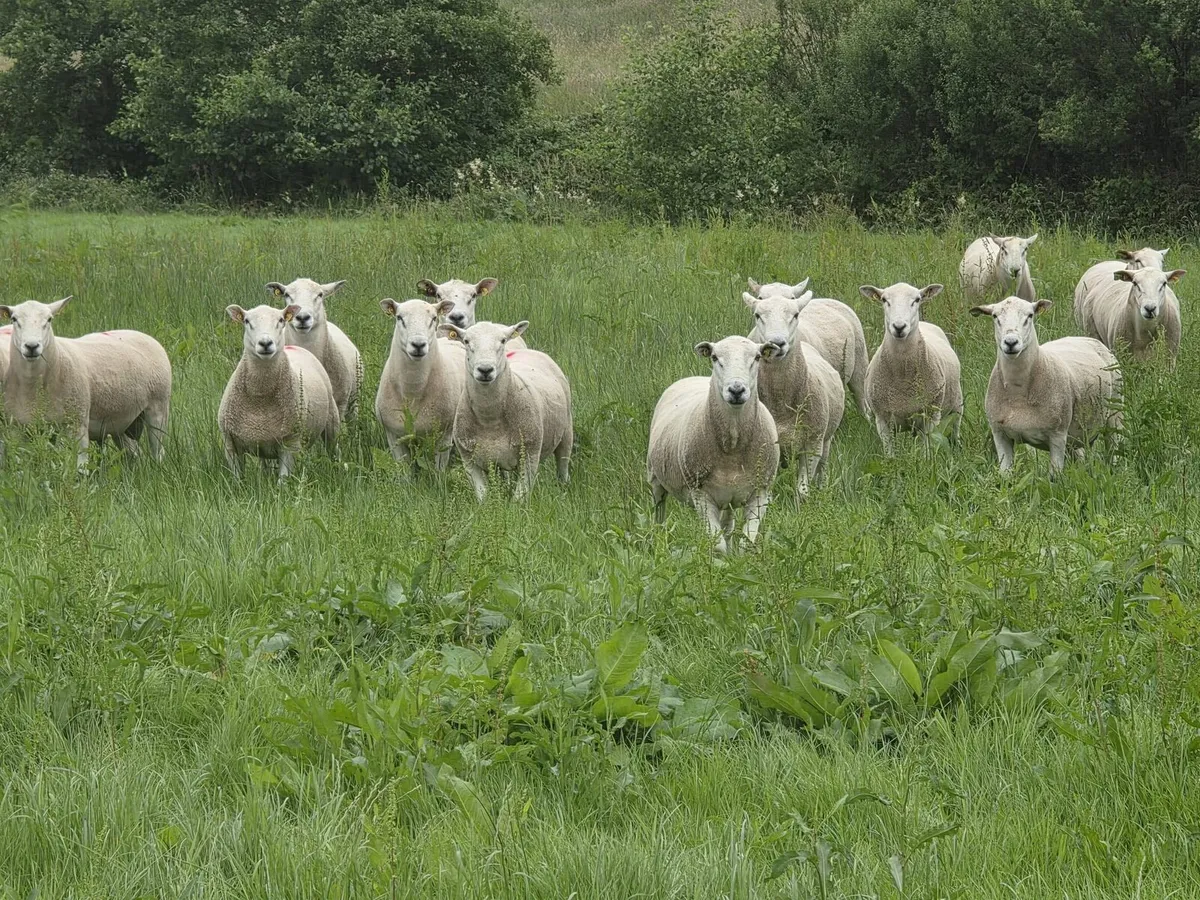 Lleyn Hogget Rams - Image 4
