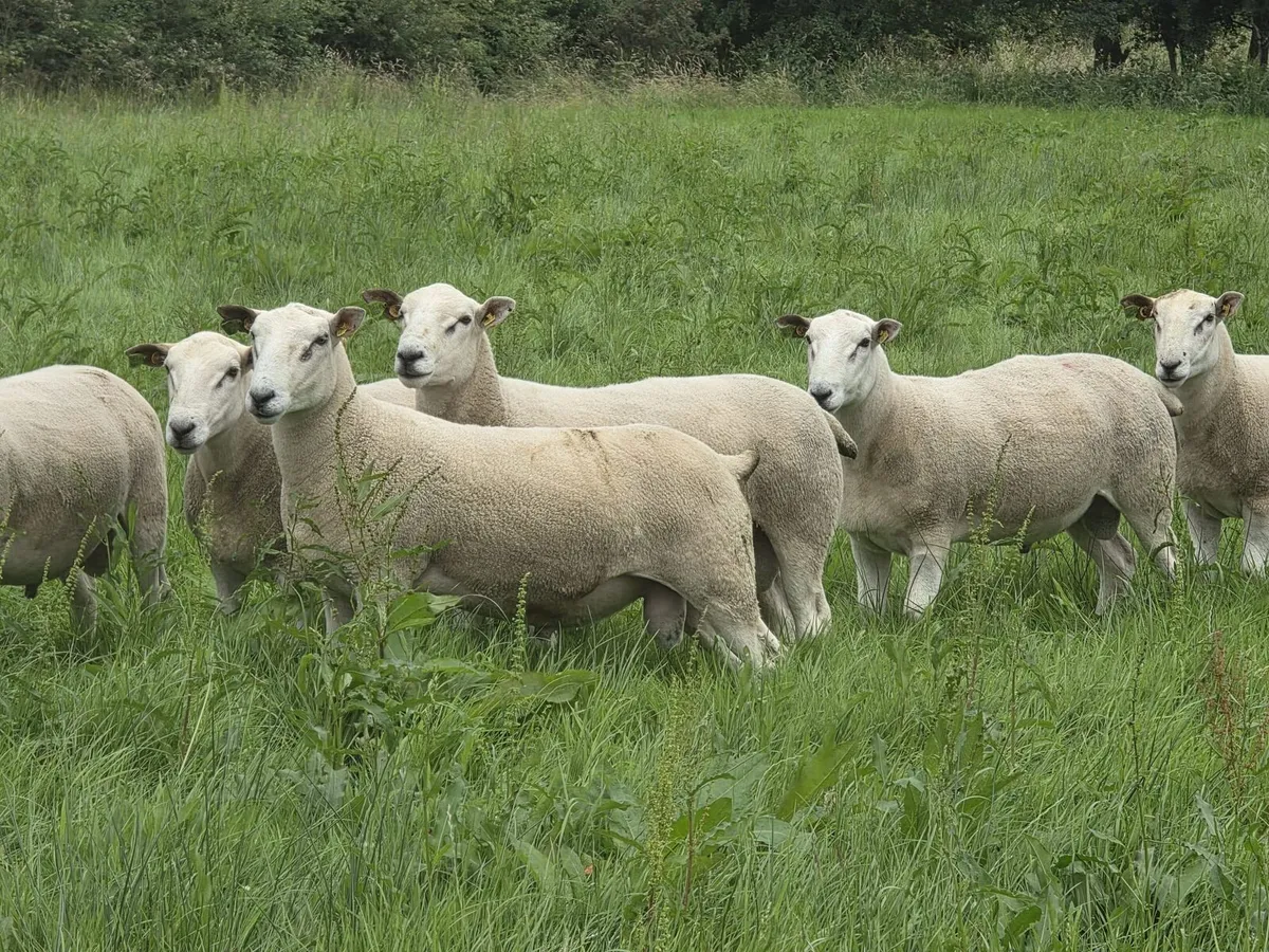 Lleyn Hogget Rams - Image 1