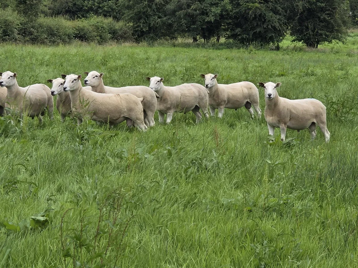 Lleyn Hogget Rams - Image 2