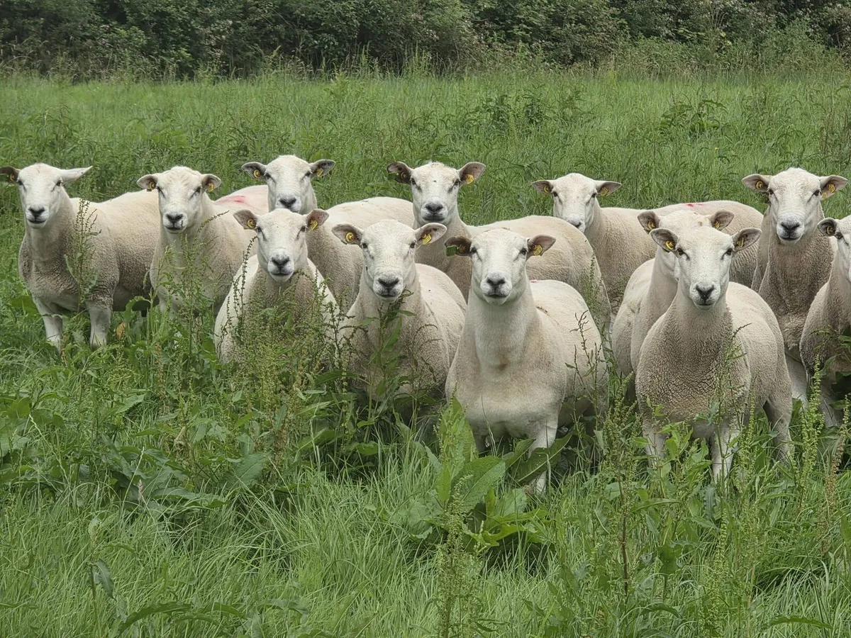 Lleyn Hogget Rams - Image 3