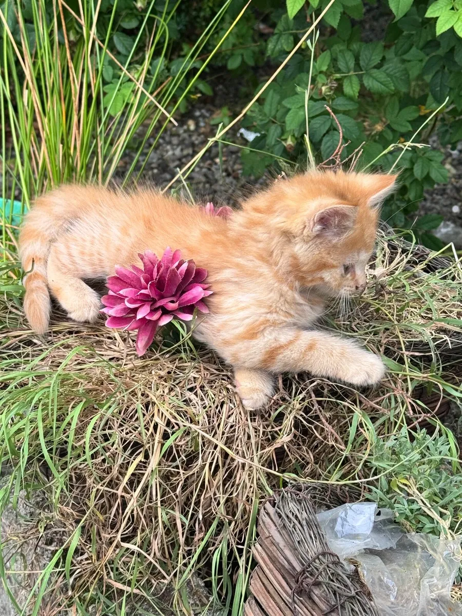 Loved Kittens, ready to go 🐱 South Carlow - Image 1