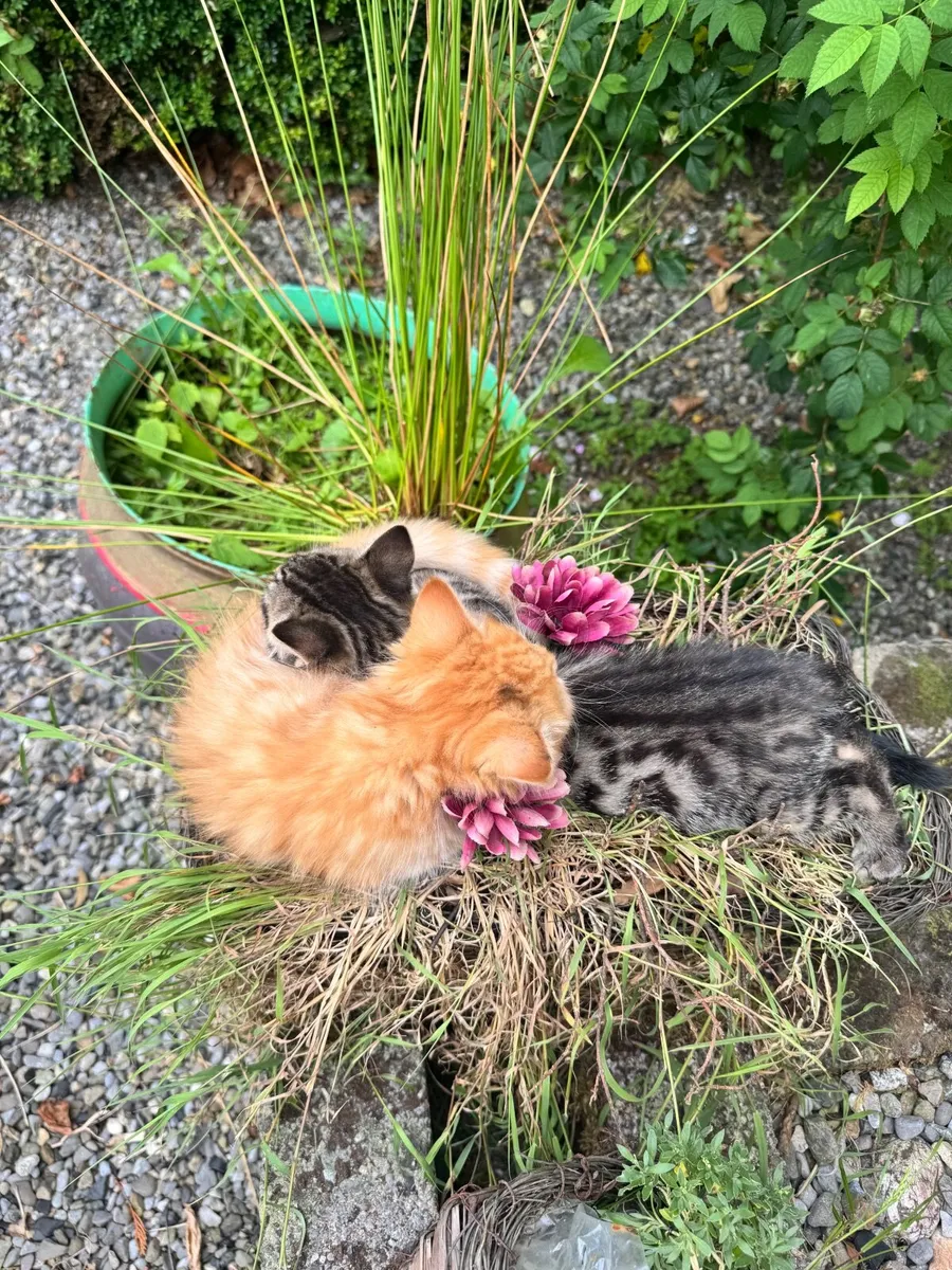 Loved Kittens, ready to go 🐱 South Carlow - Image 4