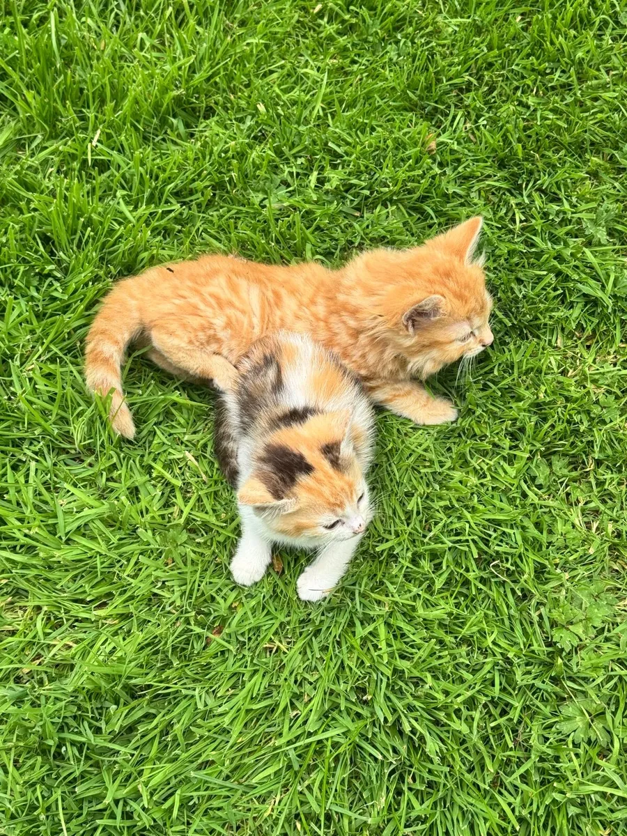 Loved Kittens, ready to go 🐱 South Carlow - Image 2