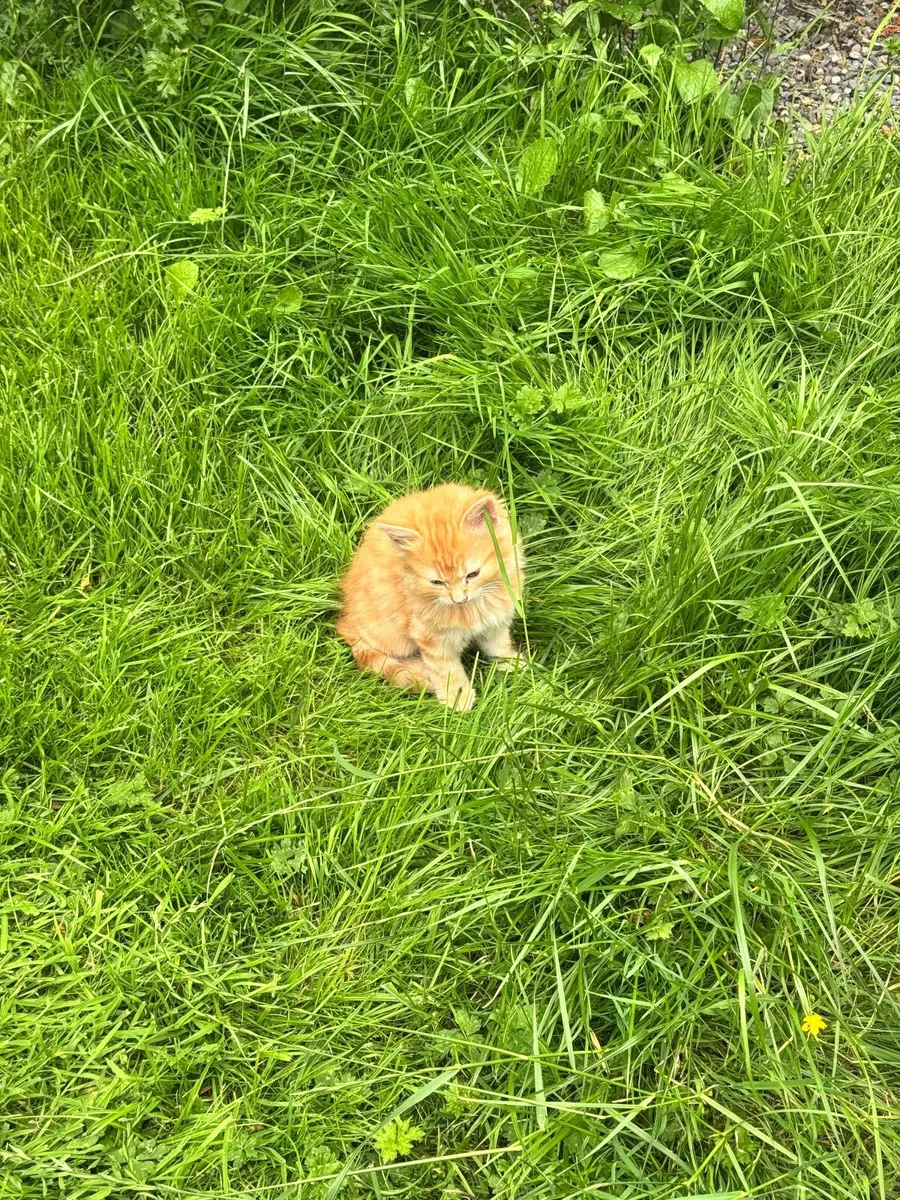 Loved Kittens, ready to go 🐱 South Carlow - Image 3