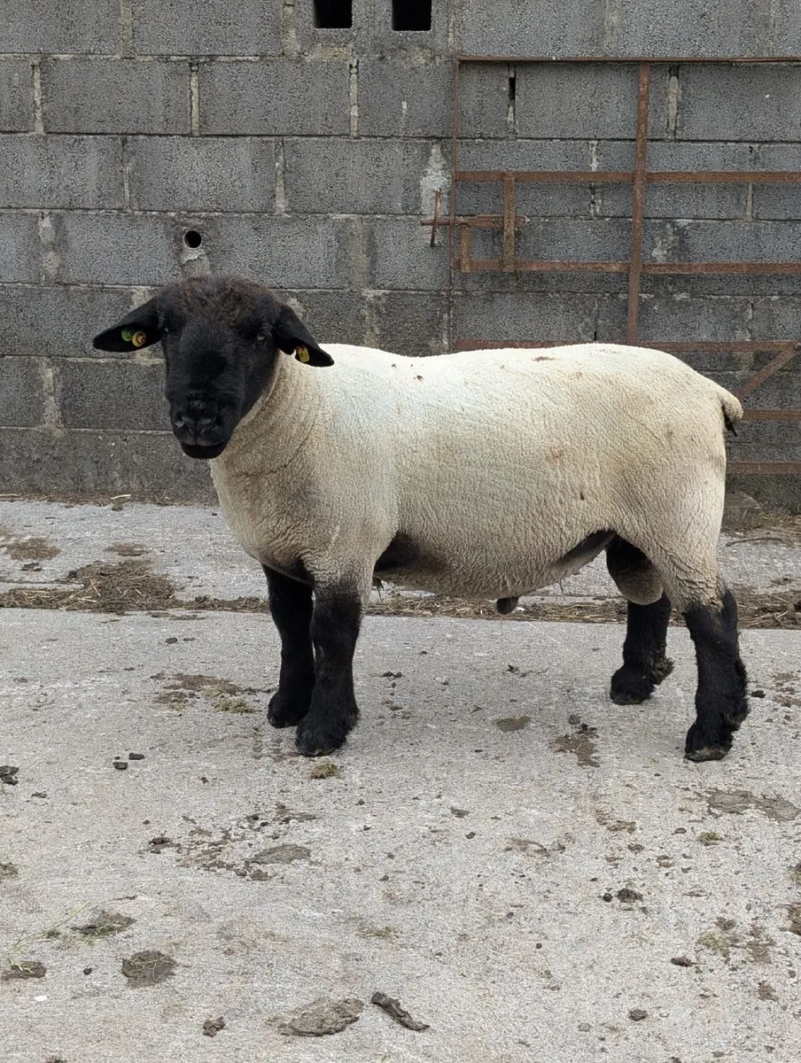 Pedigree Suffolk Ram - Image 1
