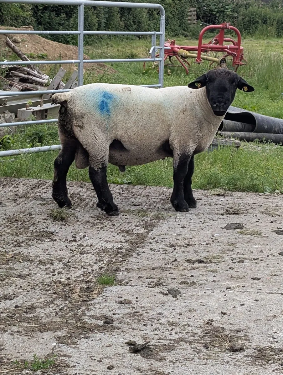 Pedigree Suffolk Ram - Image 4