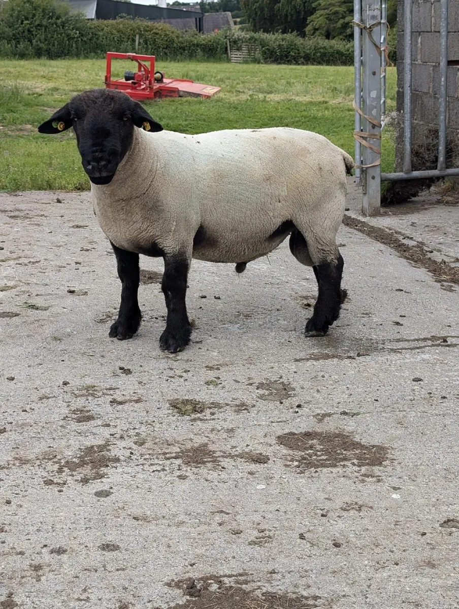 Pedigree Suffolk Ram - Image 3