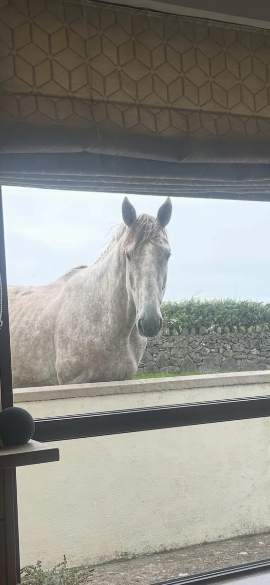 Horse - Image 1