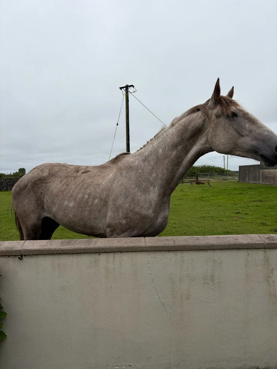 Horse - Image 2