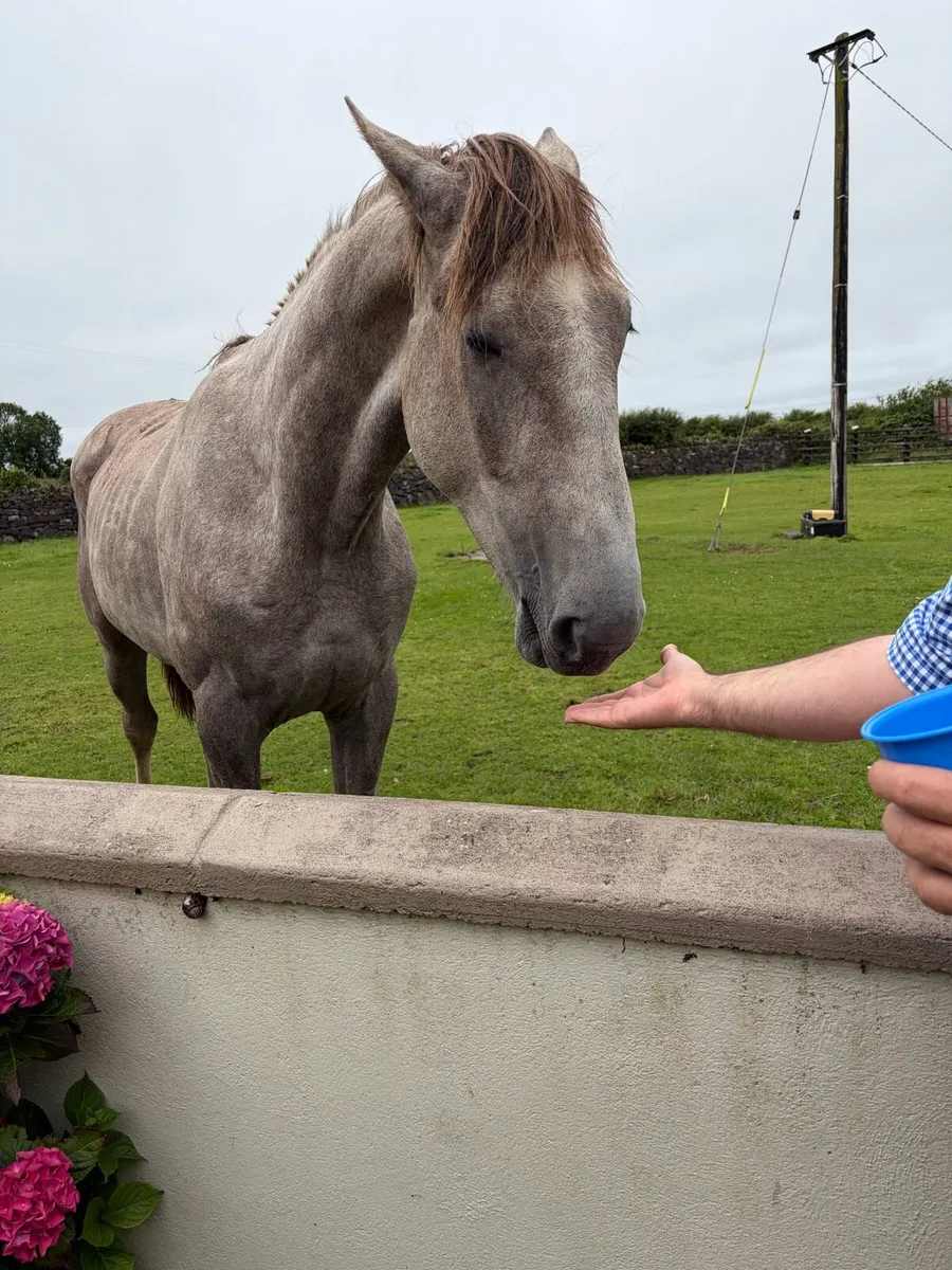 Horse - Image 3