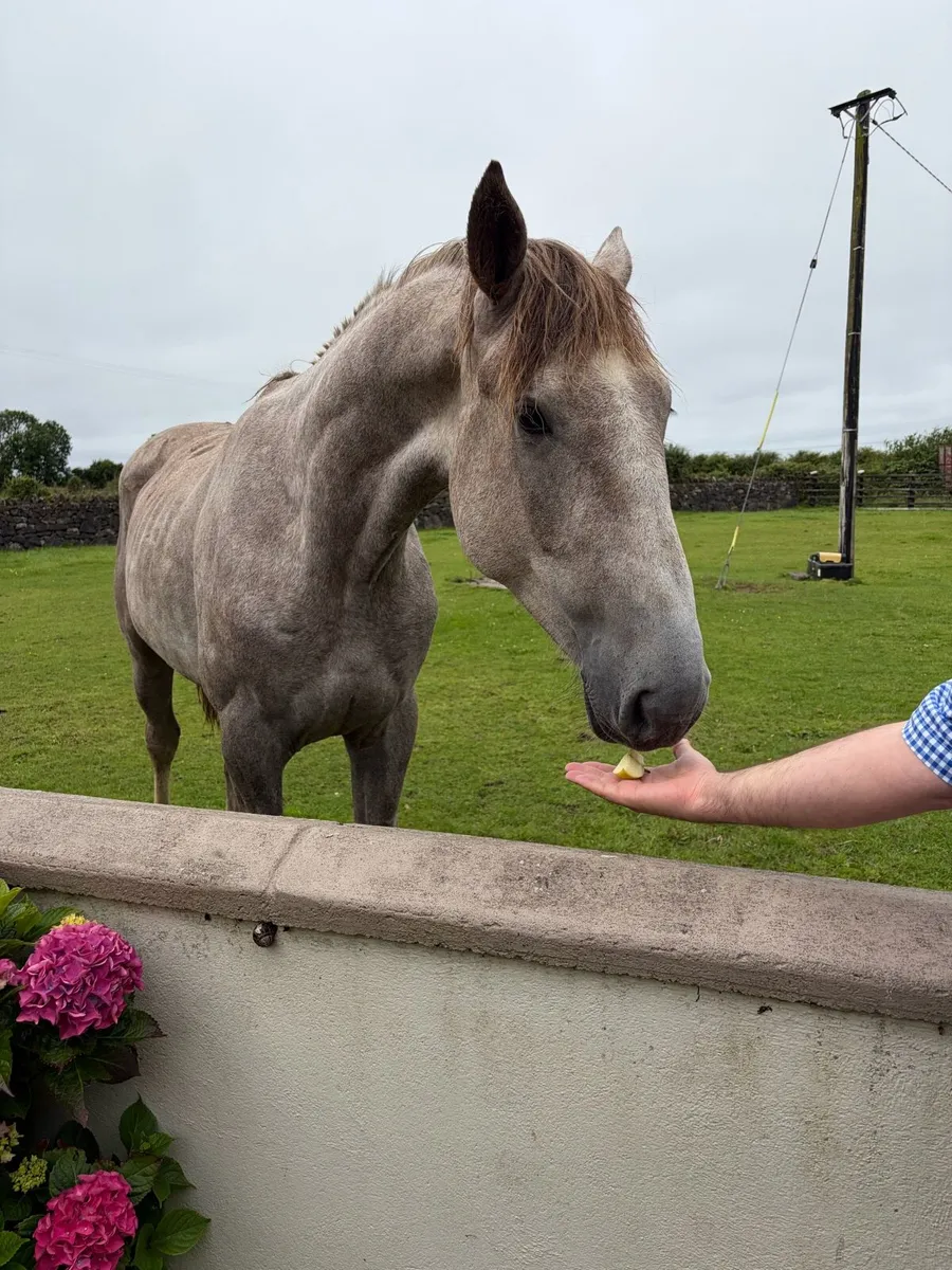 Horse - Image 4