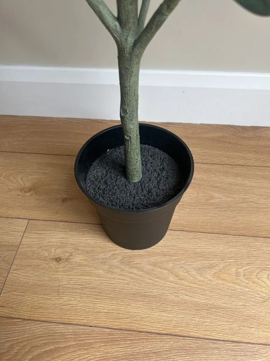 plants - Image 3