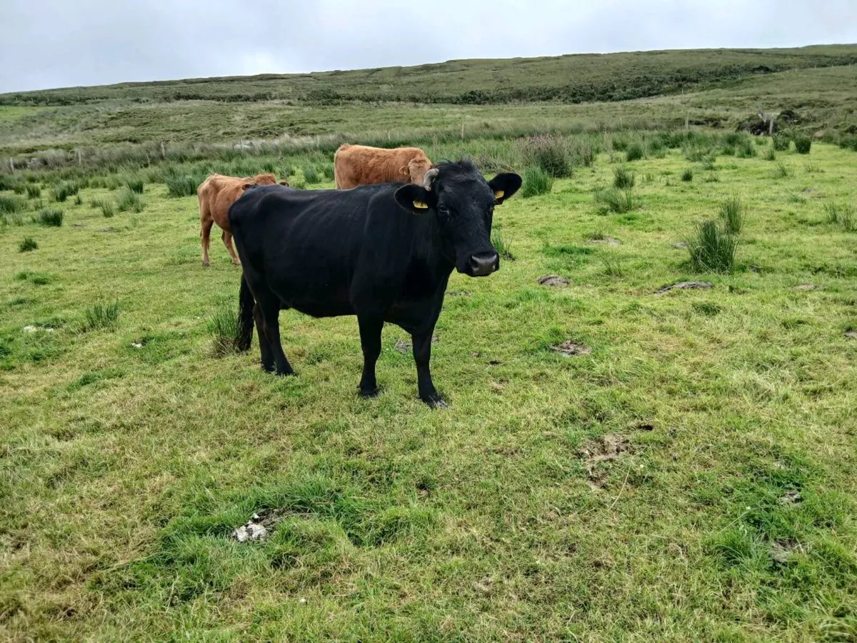 Dexter cow - Image 2