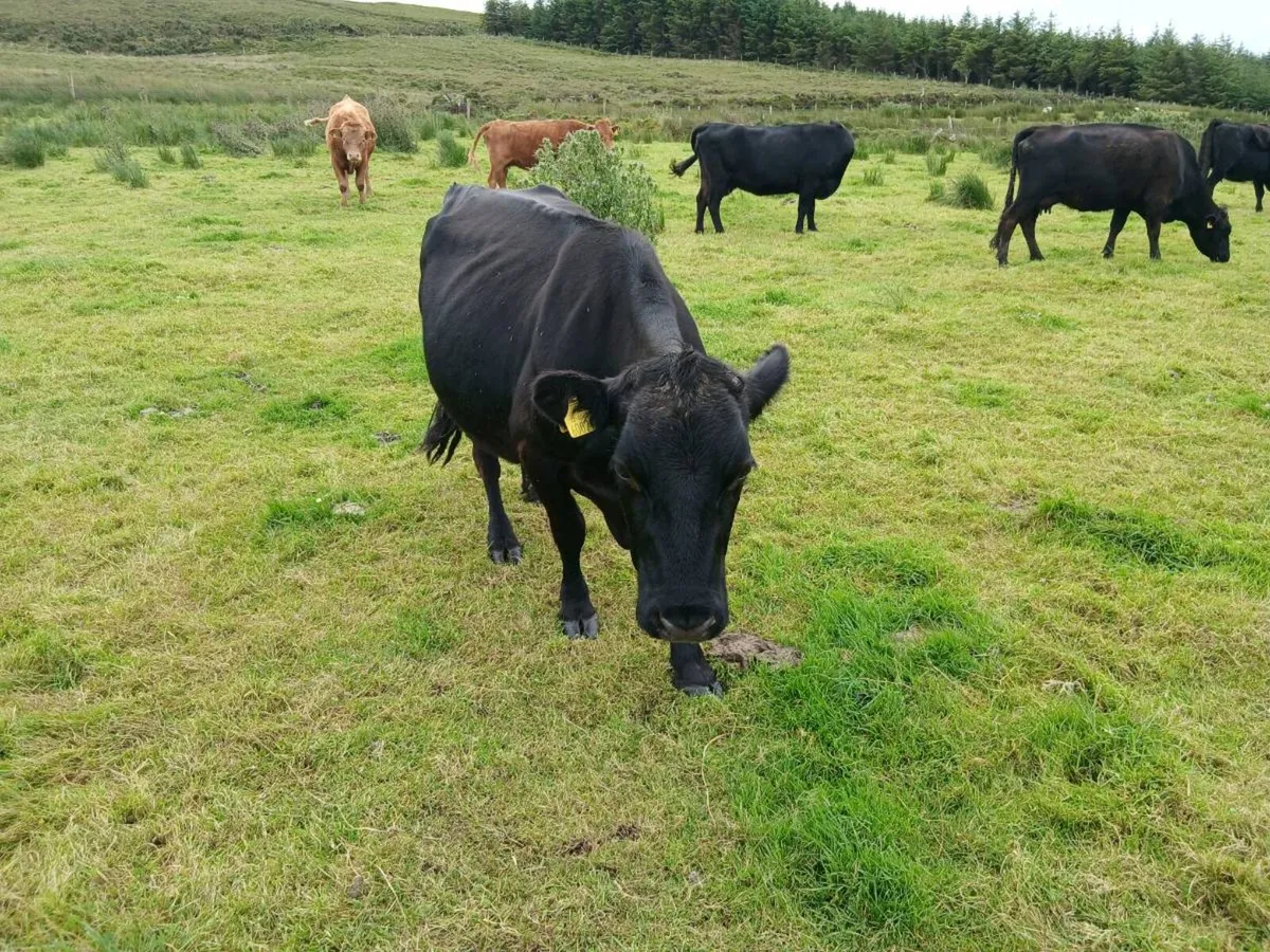 Dexter cow - Image 3