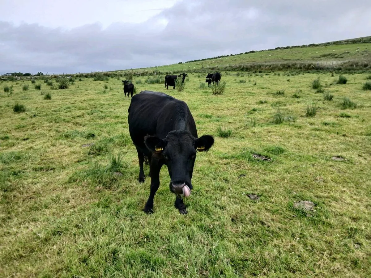 Dexter cow - Image 4