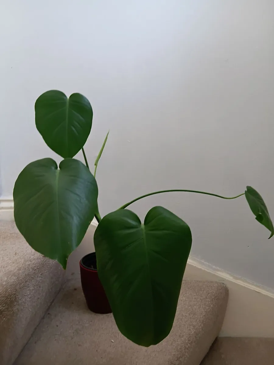 Monstera - Image 1