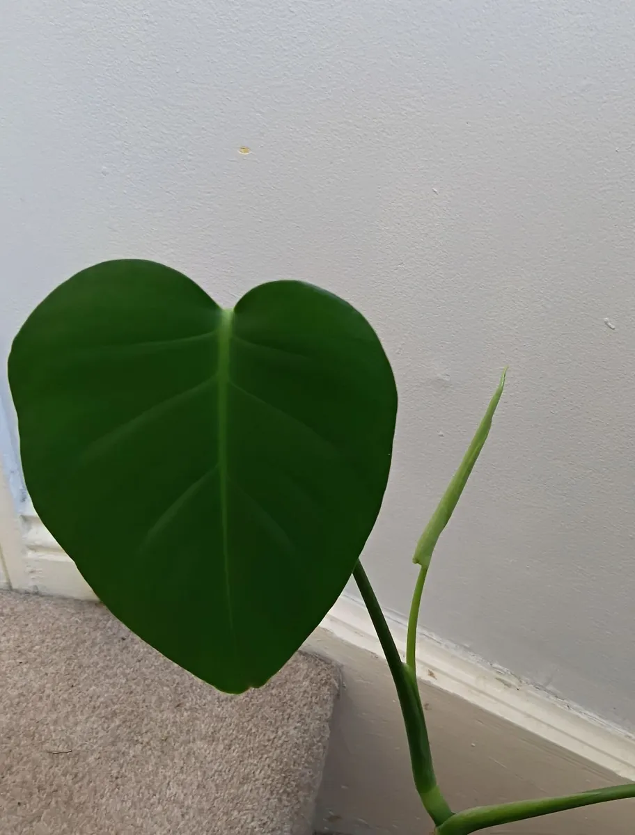 Monstera - Image 2