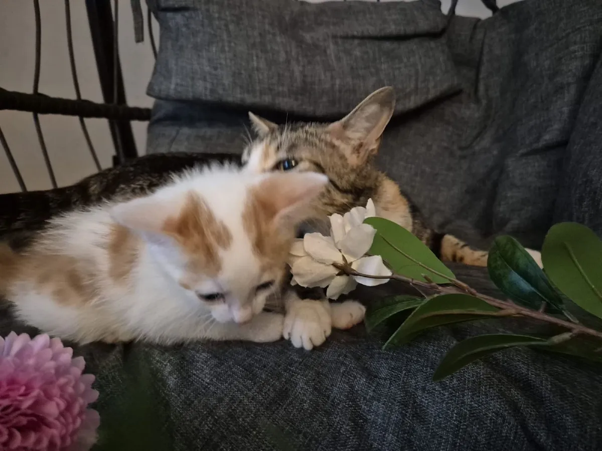 Beatiful Kittens - Image 2