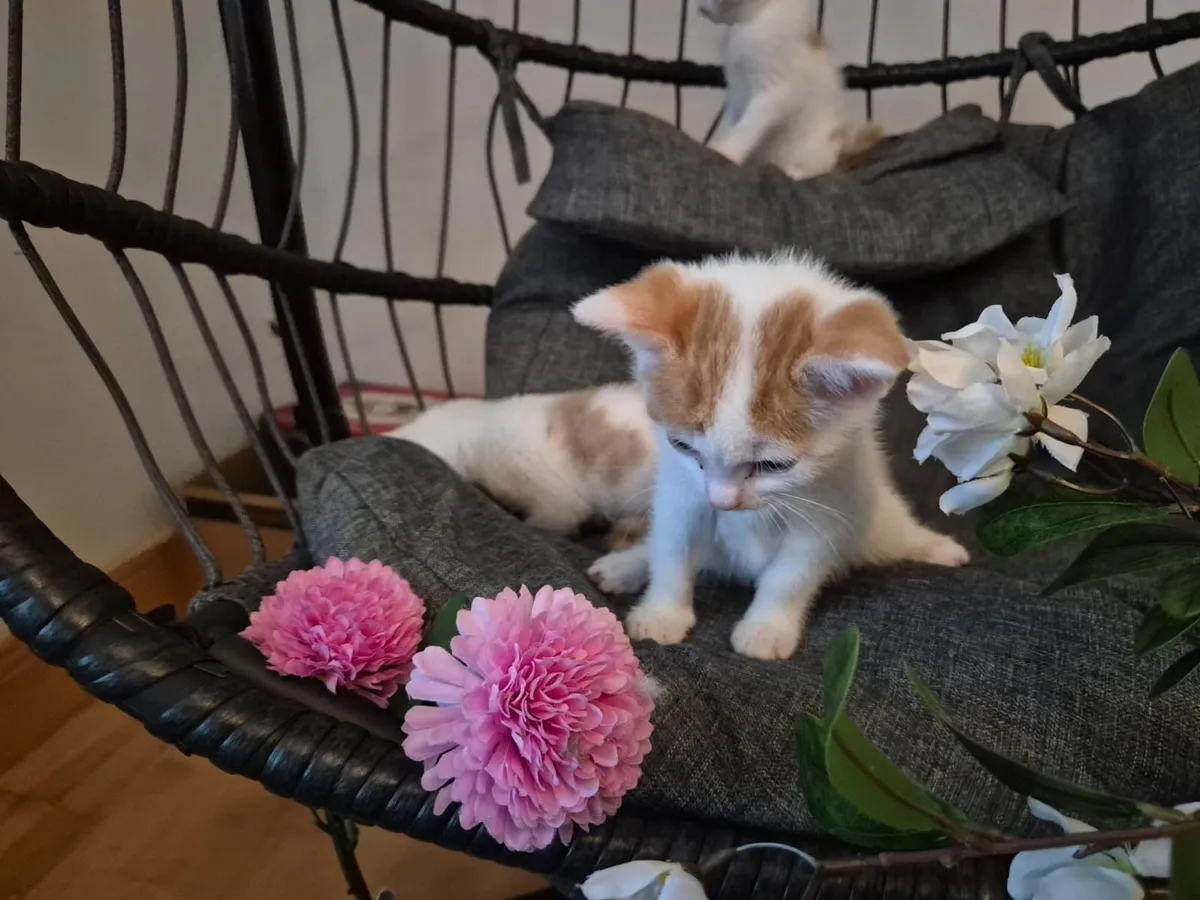 Beatiful Kittens - Image 3