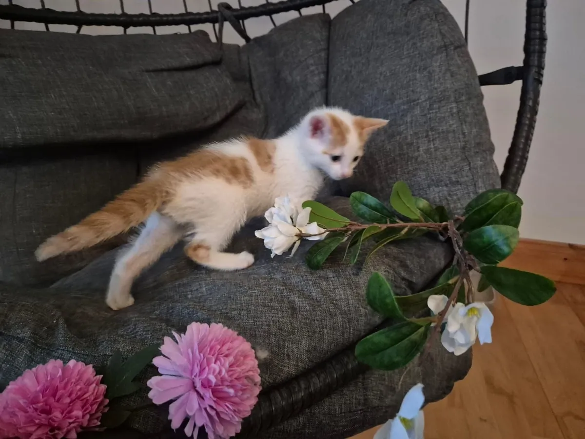 Beatiful Kittens - Image 4