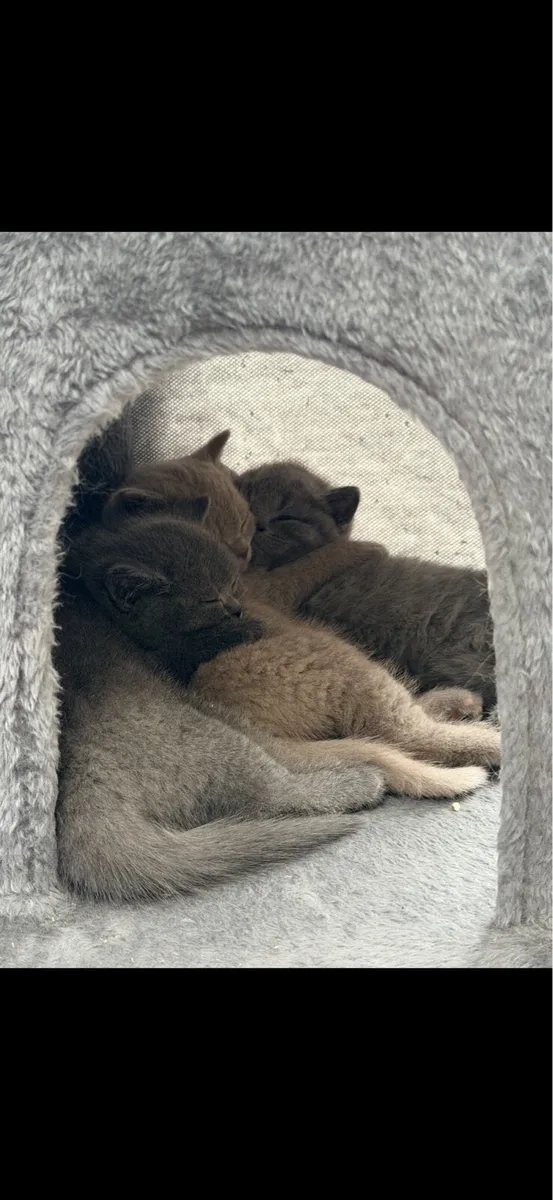 British Shorthair Kittens - Image 2