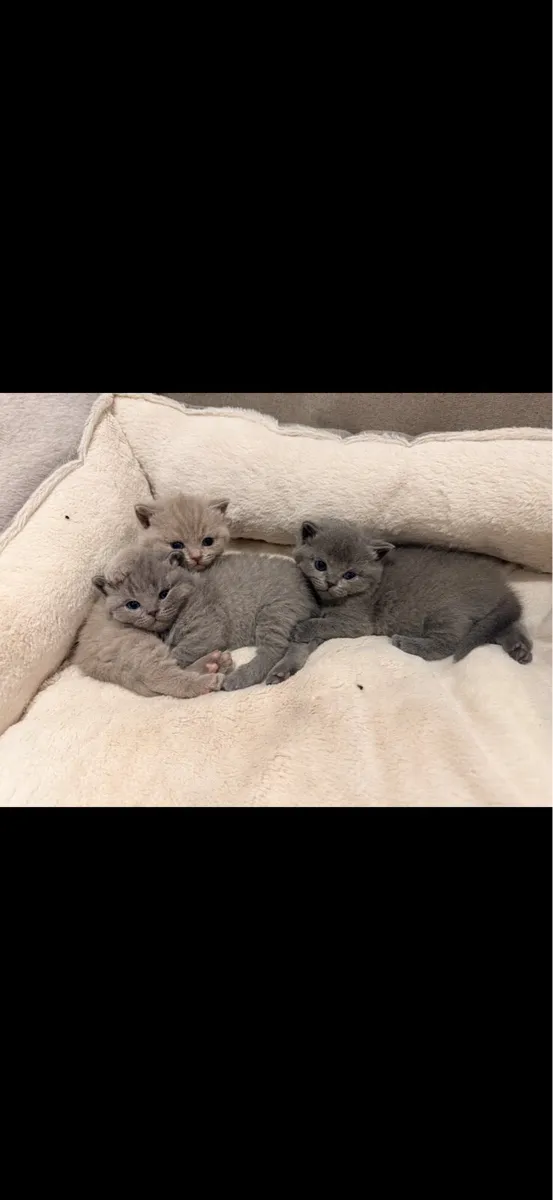 British Shorthair Kittens - Image 1