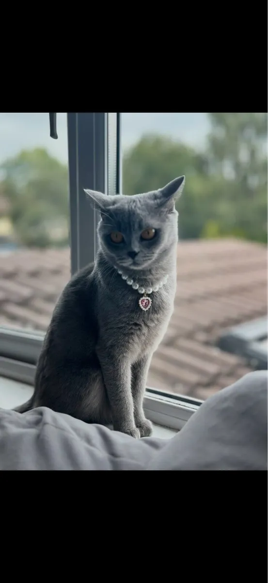 British Shorthair Kittens - Image 3