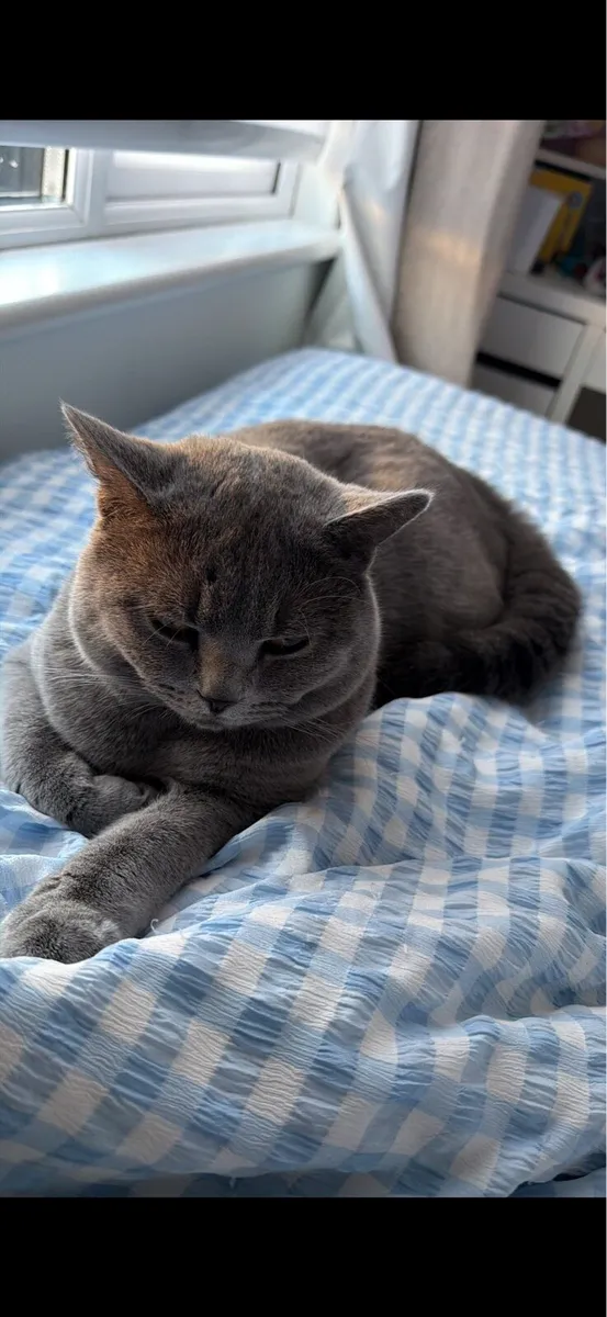 British Shorthair Kittens - Image 4