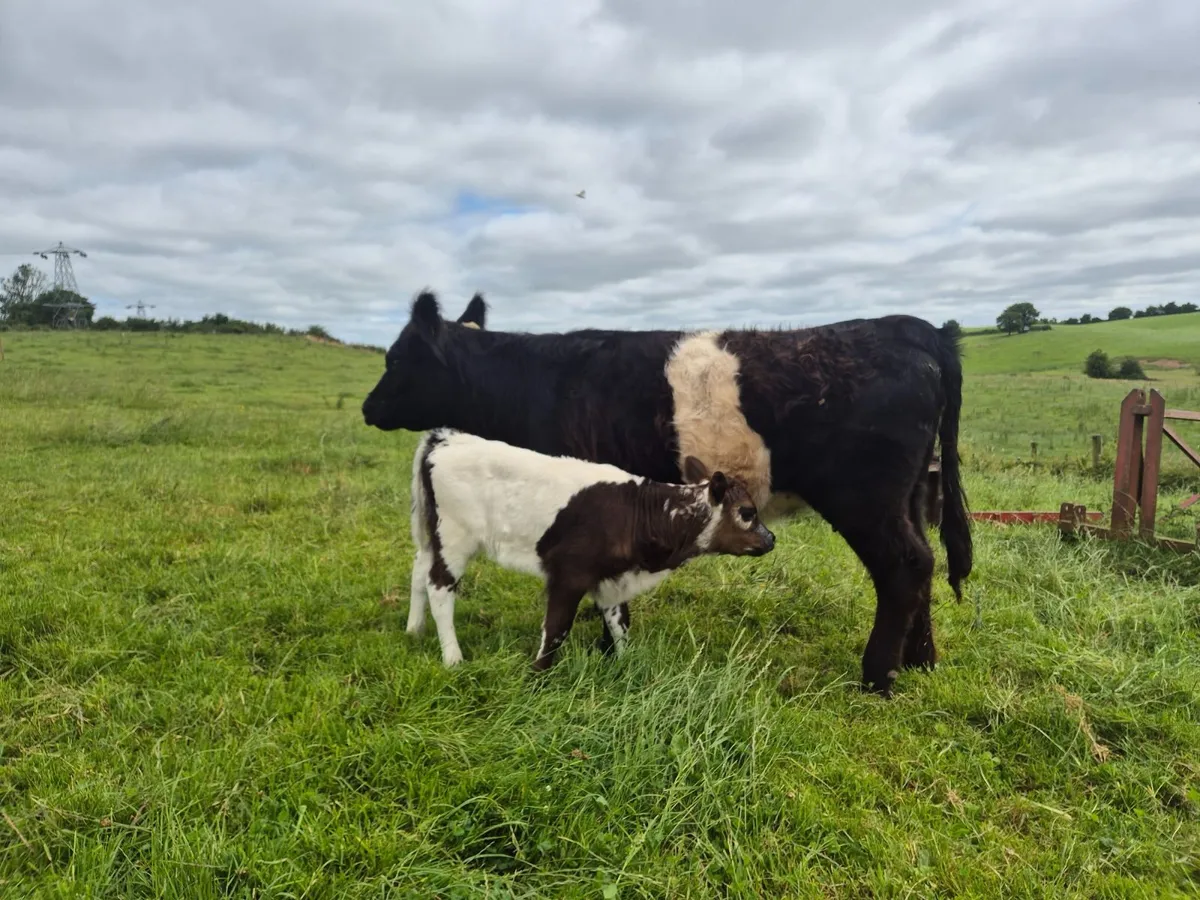 Beef cattle - Image 1