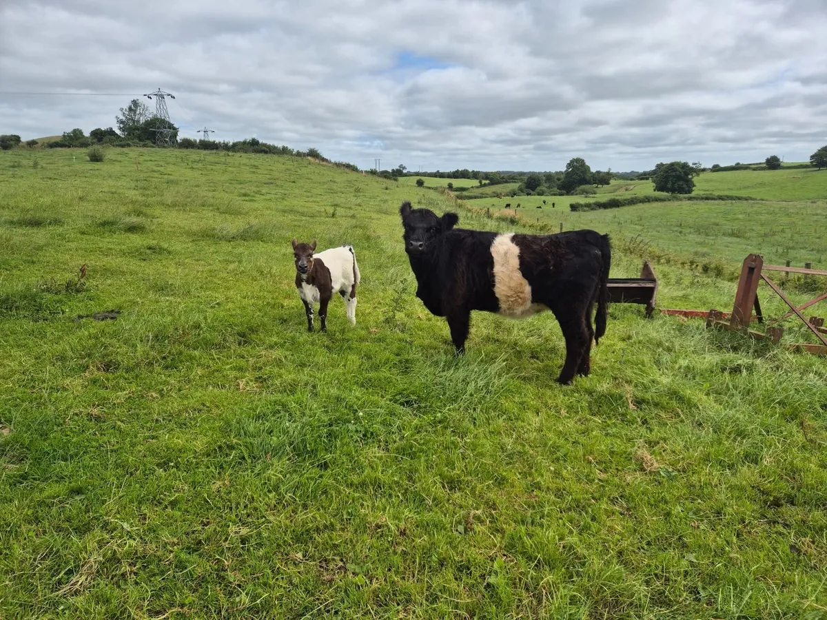 Beef cattle - Image 2