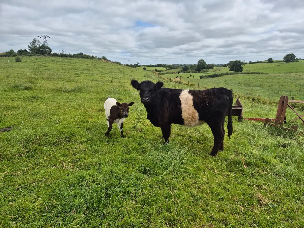 Beef cattle - Image 4