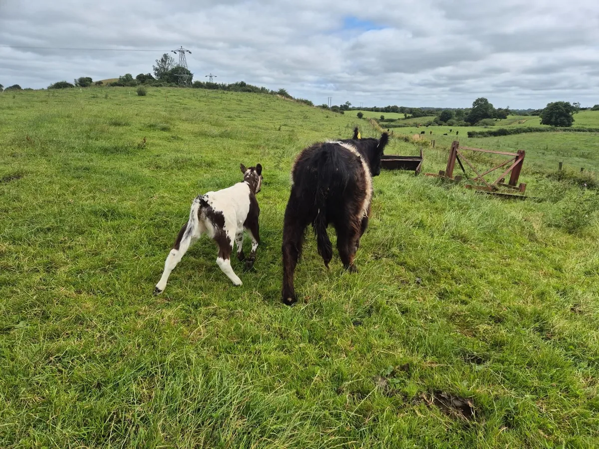 Beef cattle - Image 3