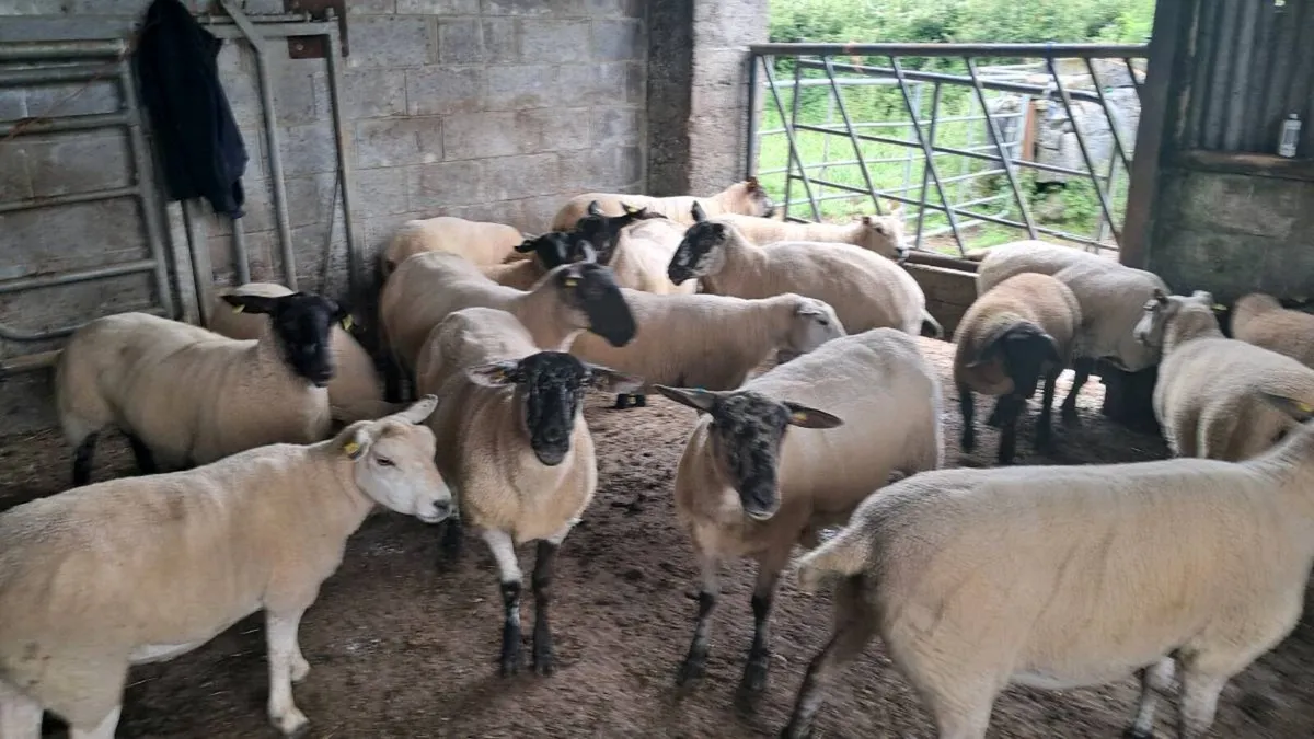 15 first and second crop texel and soffock ewes - Image 1