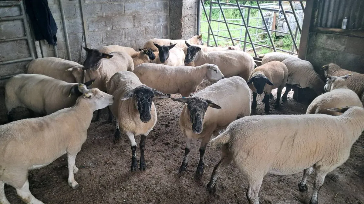 15 first and second crop texel and soffock ewes - Image 2