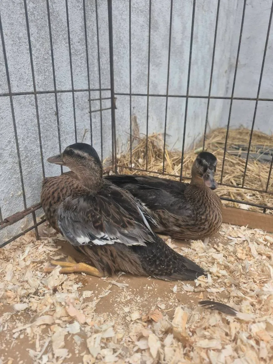 Call ducks - Image 2